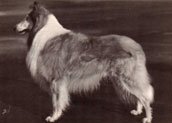 Collie
