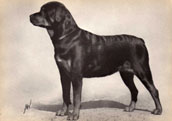 Rottweiler